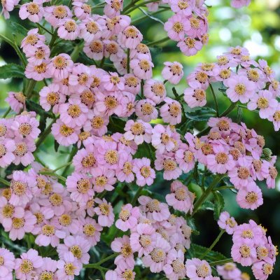 Achillea sibirica Love Parade, Krypröllika, P9cm