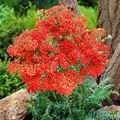 Achillea millefolium Walther Funcke, Röllika