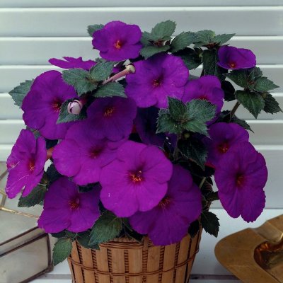 Femöring Achimenes Pulcherrima 10st