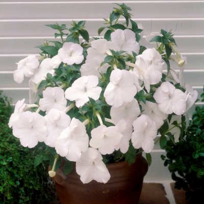Femöring Achimenes Snow Princess 10st
