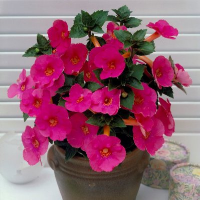 Femöring Achimenes Charm 10st
