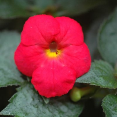 Femöring Achimenes Prima Donna 10st