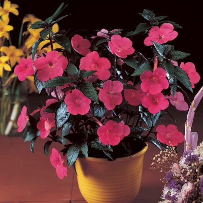 Femöring Achimenes Harry Williams 10st