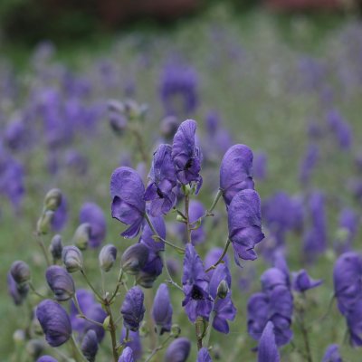 Aconitum x cammarum Spark´s Variety, Trädgårdsstormhatt