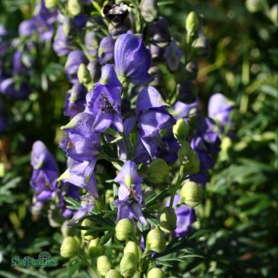 Aconitum x cammarum Blue Lagoon ®, Trädgårdsstormhatt, P9cm