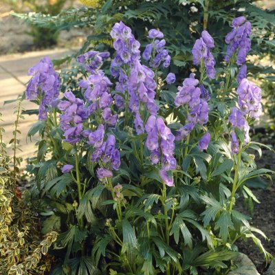 Aconitum carmichaelii Arendsii, Ametiststormhatt, Krukstorlek: 0,5-1L