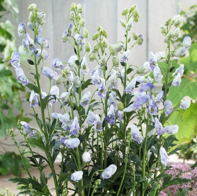 Aconitum carmichaelii Cloudy ®, Ametiststormhatt