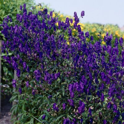 Aconitum x cammarum Spark´s Variety, Trädgårdsstormhatt, P9cm
