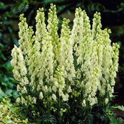 Aconitum napellus Album, Äkta Stormhatt, SQ1