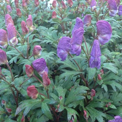 Aconitum napiforme Lilla Fridolf