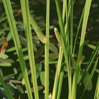 Acorus calamus