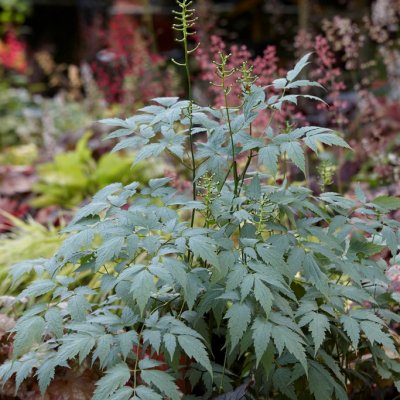 Actaea pachypoda Misty Blue ®, Trolldruva, P9cm