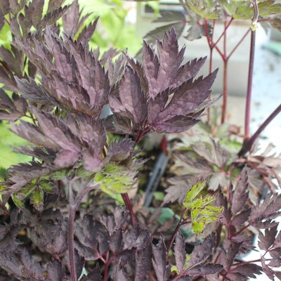 Actaea simplex Black Beauty, Höstsilverax, P11cm