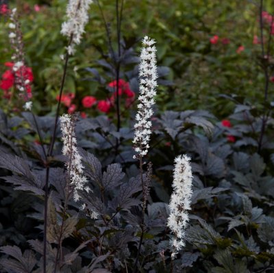 Actaea simplex Black Negligee, Höstsilverax, C13cm