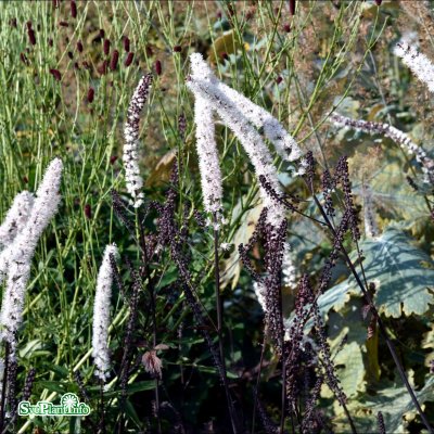 Actaea simplex Black Negligee, Höstsilverax, C13cm