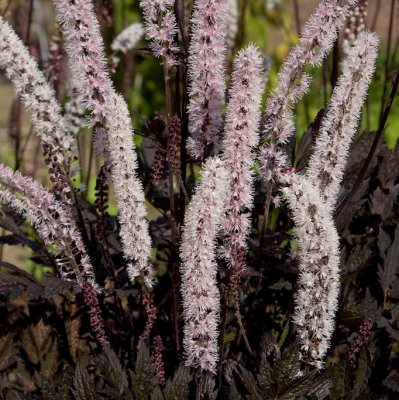 Actaea simplex Carbonella ® , Höstsilverax
