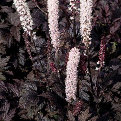 Actaea simplex Chocoholic ®, Höstsilverax, P9cm