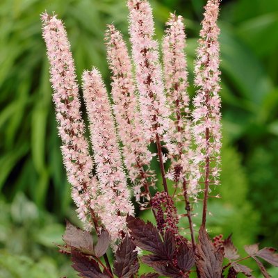 Actaea simplex Pink Spike, Höstsilverax
