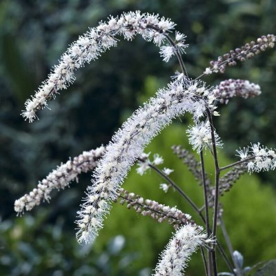 Actaea simplex Queen of Sheba ®, Höstsilverax