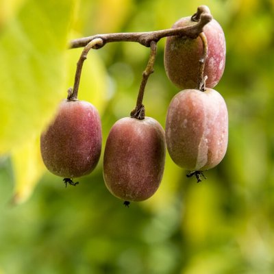 Actinidia arguta Geneva & Weiki