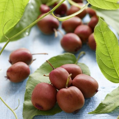 Actinidia arguta Ken´s Red