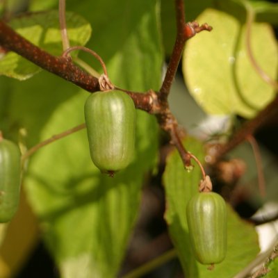 Actinidia arguta Issai, Minikiwi / Krusbärsaktinidia