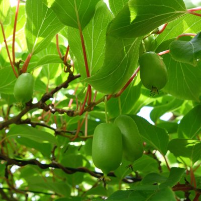 Actinidia arguta Tina & Tage, Minikiwi, C5