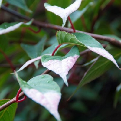 Actinidia tetramera var. Malodies (pilosula), Rosenaktinidia, 80-100 C2