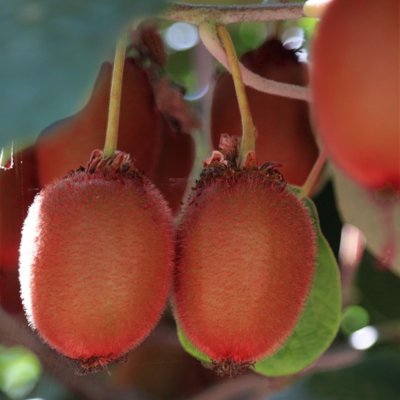 Actinidia arguta Red Jumbo
