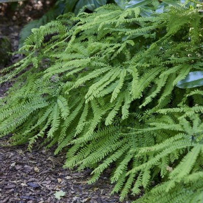 Adiantum pedatum, Frilandsadiantum
