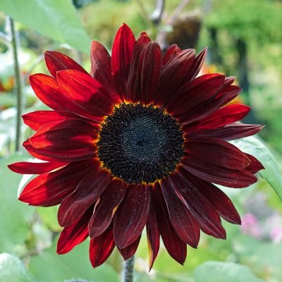 Solros Pro Cut Red
