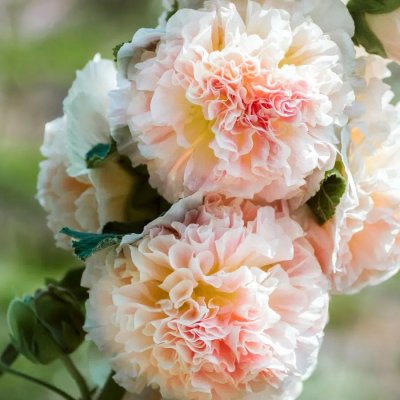 Stockros Queeny Salmon