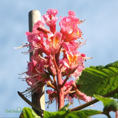 Aesculus carnea Briotii, Hästkastanj, utr 150-200 co