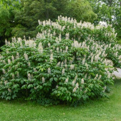 Aesculus parviflora, Småblommig Hästkastanj