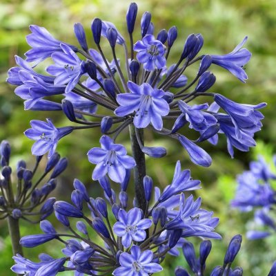 Agapanthus hybr. Black Buddhist, Afrikas blå lilja, P11cm
