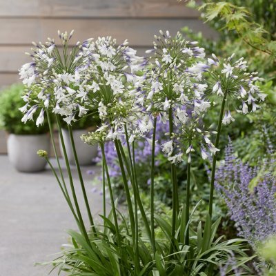Agapanthus hybr. Fireworks, Afrikas vita lilja, P9cm