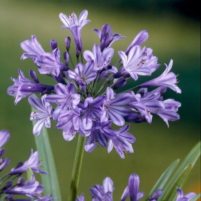 Agapanthus hybr. Blue Triumphator