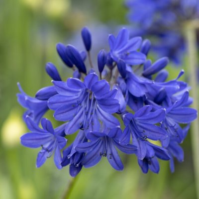 Agapanthus hybr. Flower of Love, Afrikas blå lilja