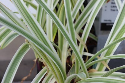 Agapanthus hybr. Silver Moon ®, Afrikas blå lilja, P11cm