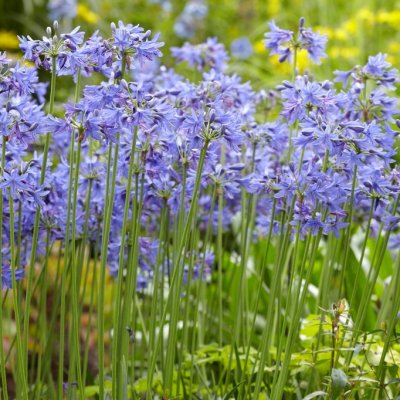 Agapanthus hybr. Lilliput, Afrikas blå lilja, P9cm