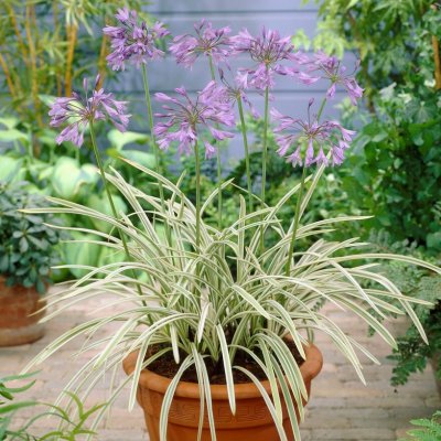 Agapanthus hybr. Silver Moon ®, Afrikas blå lilja