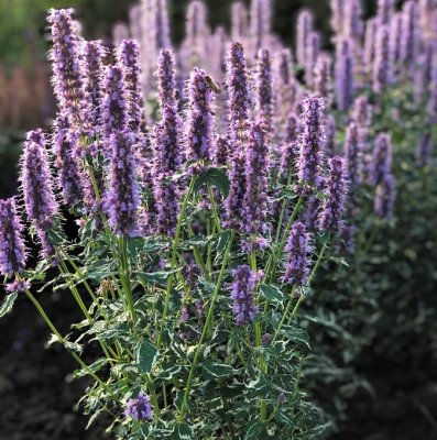 Agastache Crazy Fortune, Anisisop, C3