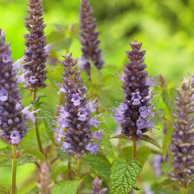 Anisisop Astello Indigo