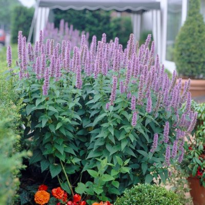 Agastache hybr. Blue Fortune, Anisisop, P9cm