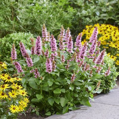 Agastache hybr. Beelicious ® Pink, Anisisop