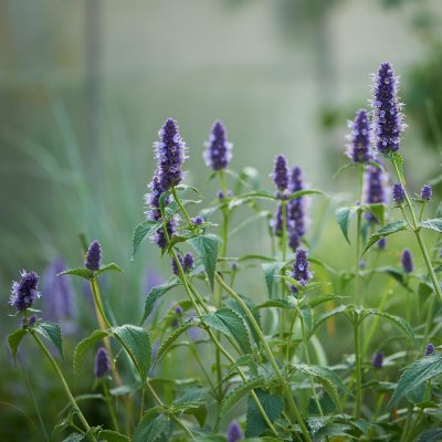 Agastache hybr. Black Adder, Anisisop, P9cm