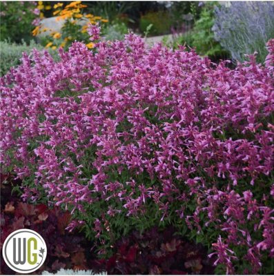 Agastache Rosie Posie ®, Anisört, C3