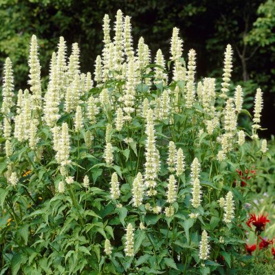 Agastache rugosa Alabaster, Koreansk Anisisop