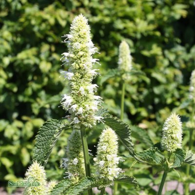 Agastache rugosa Alabaster, Koreansk Anisisop, P9cm
