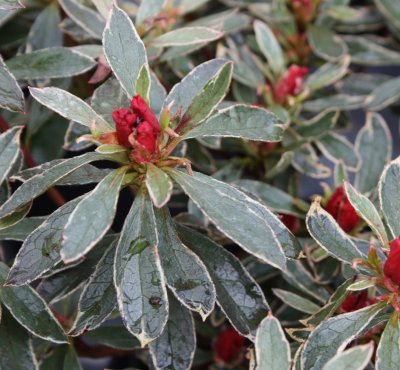 Rhododendron japonica Hot Shot Variegata, Japansk Azalea, 20-25 C2,5